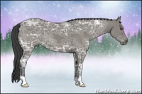 Horse Color:Smoky Grullo Ice