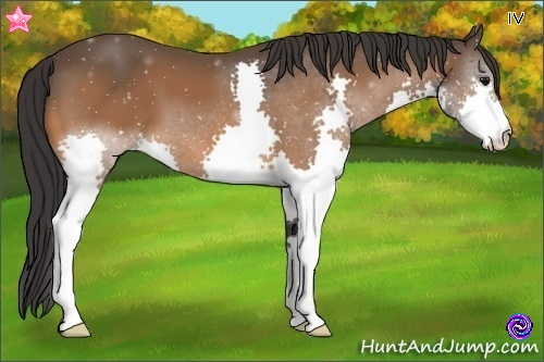 Horse Color:Bay Splash 