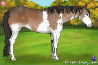 Horse Color:Bay Splash 