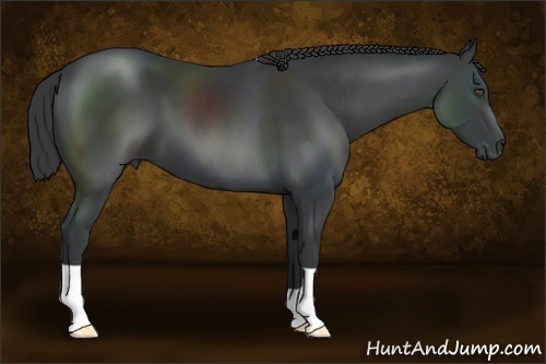 Horse Color:Black 