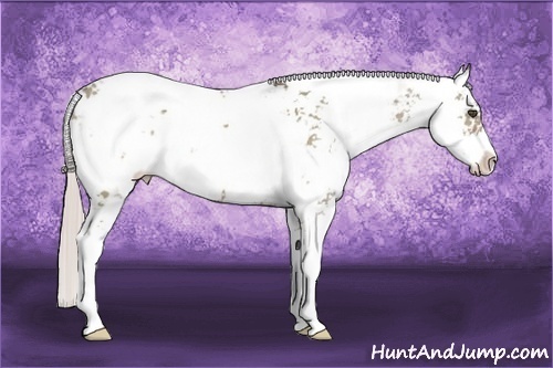 Horse Color:Silver Grullo Sabino 