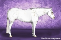Horse Color:Silver Grullo Sabino 