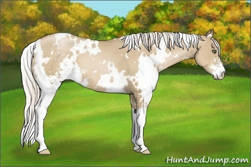 Horse Color:White Spotted Silver Grullo Pearl Sabino
