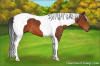 Horse Color:Bay Tobiano