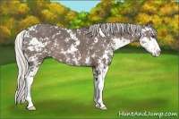 Horse Color:Silver Black Sabino 