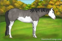 Horse Color:Grullo Sabino Splash Rabicano