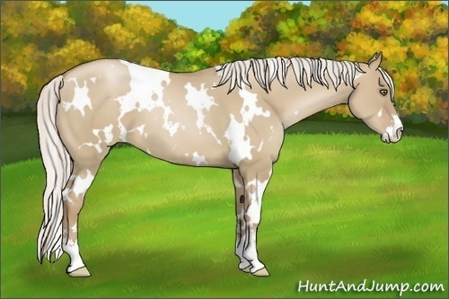 Horse Color:White Spotted Silver Grullo Pearl Sabino 