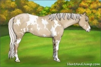 Horse Color:White Spotted Silver Grullo Pearl Sabino