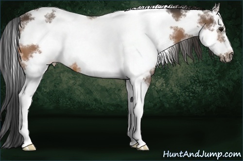 Horse Color:White Spotted Buckskin Frame 
