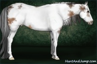 Horse Color:White Spotted Buckskin Frame