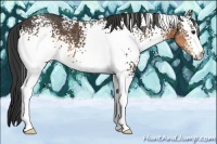 Horse Color:White Spotted Buckskin 