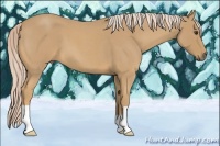 Horse Color:Palomino Roan 