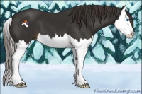 Horse Color:Liver Chestnut Splash 