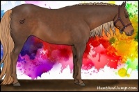 Horse Color:Liver Chestnut Rabicano 