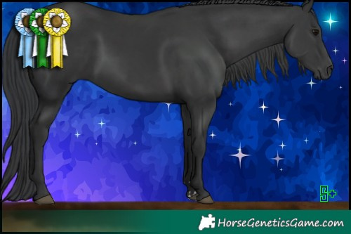 Horse Color:Black 