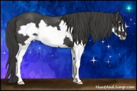 Horse Color:Smoky Black Splash Frame 