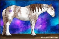 Horse Color:White Spotted Red Roan