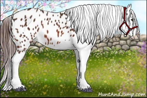 Horse Color:Bay Splash Frame Appaloosa 