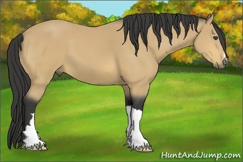 Horse Color:Buckskin 
