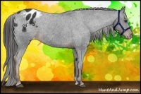 Horse Color:Liver Chestnut Appaloosa