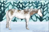 Horse Color:White Spotted Silver Black Sabino Splash 