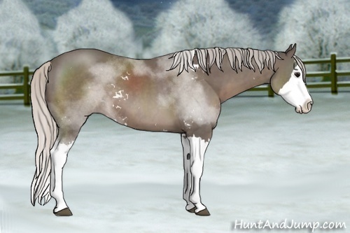 Horse Color:Silver Black Sabino Splash