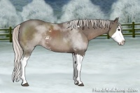 Horse Color:Silver Black Sabino Splash