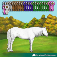 Horse Color:Silver Black Sabino Splash