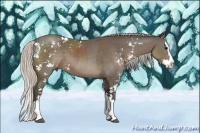 Horse Color:Silver Black Sabino Splash