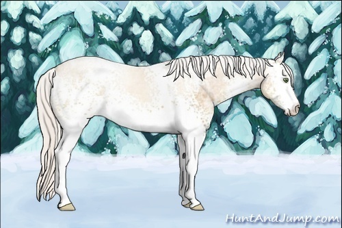 Horse Color:White Spotted Silver Classic Champagne Ice 