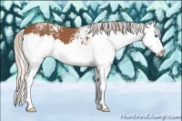 Horse Color:White Spotted Silver Bay Splash 