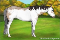 Horse Color:Bay Roan Dun Splash Frame
