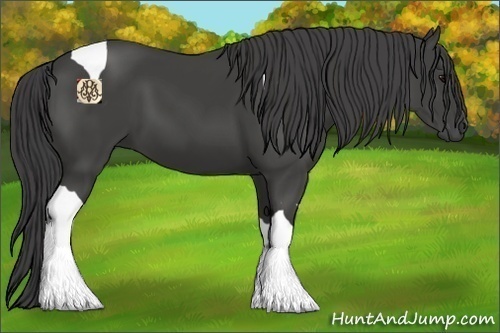 Horse Color:Smoky Black Tobiano 