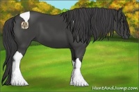 Horse Color:Smoky Black Tobiano