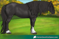 Horse Color:Smoky Black Tobiano