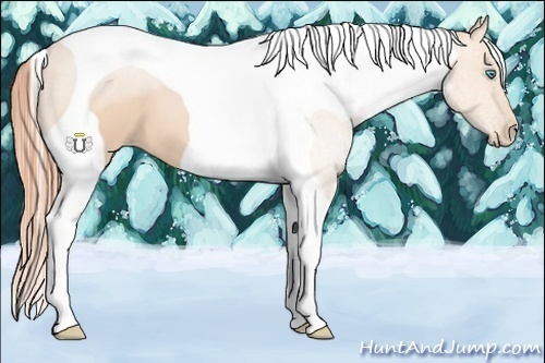 Horse Color:Buckskin Pearl Tobiano