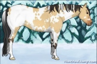 Horse Color:White Spotted Bay Dun