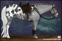 Horse Color:Silver Black Chinchilla Appaloosa 