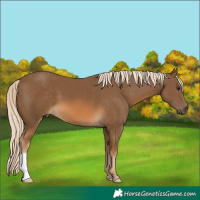 Horse Color:Chocolate Palomino 