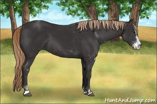 Horse Color:Liver Chestnut Sabino 