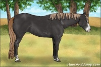 Horse Color:Liver Chestnut Sabino