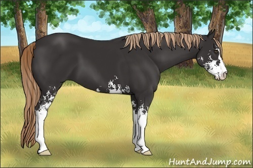 Horse Color:Unknown 