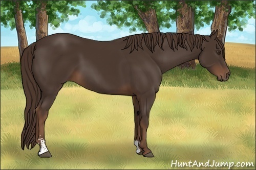 Horse Color:Liver Chestnut Sabino 