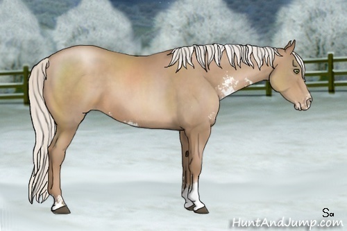 Horse Color:Unknown