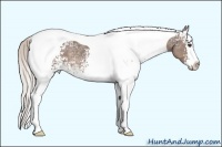 Horse Color:White Spotted Silver Black Ice Splash Tobiano