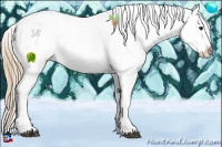 Horse Color:Liver Chestnut Sabino Appaloosa 