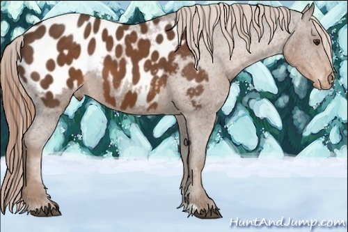 Horse Color:Liver Chestnut Sabino Appaloosa 