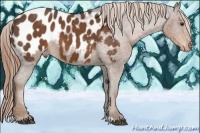 Horse Color:Liver Chestnut Sabino Blanket