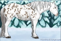Horse Color:Liver Red Dun Sabino Appaloosa