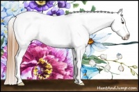 Horse Color:Buckskin Dun Appaloosa